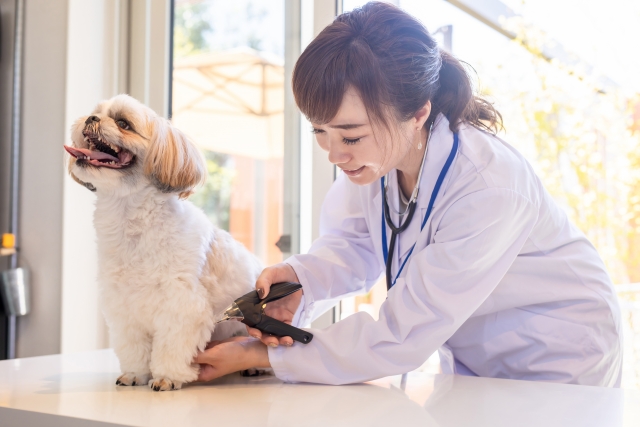 動物病院開業に必要なコストと資格